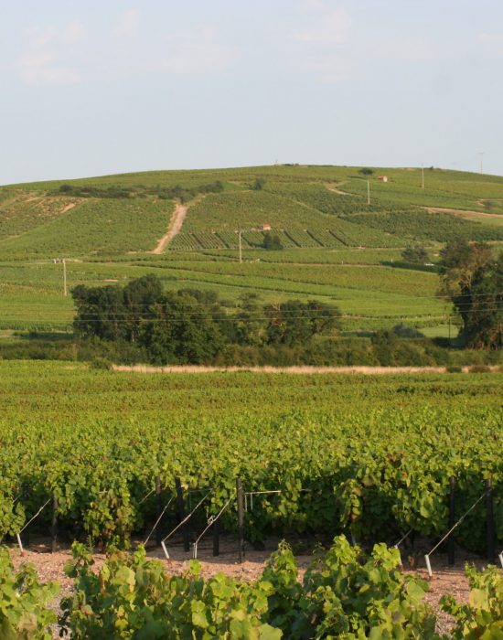 colline-beaujolais