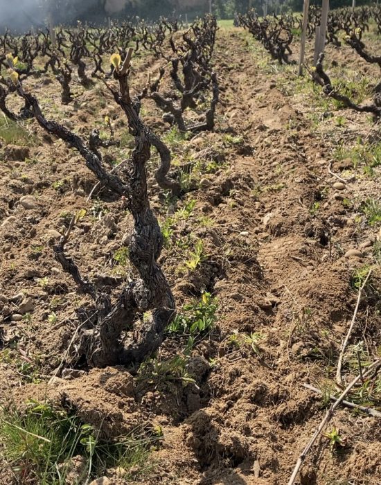 vignes-hiver